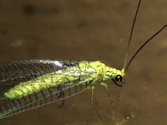 Calochrysa extranea