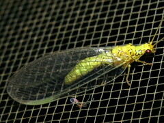 Calochrysa extranea