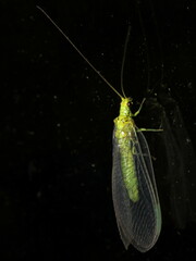 Calochrysa extranea