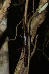 Anisomorpha paromalus