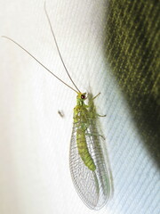 Calochrysa extranea