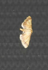 Idaea trypheropa