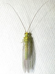 Calochrysa extranea