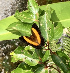 Cupha prosope