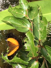 Cupha prosope