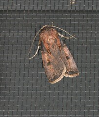 Agrotis interjectionis