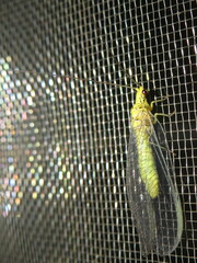 Calochrysa extranea