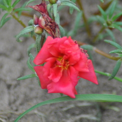 Portulacaceae