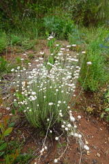 Chrysocephalum baxteri