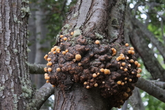 Cyttaria hariotii