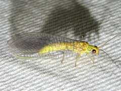 Calochrysa extranea