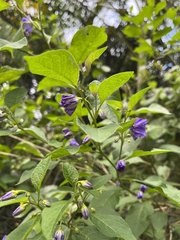 Lycianthes rantonnetii
