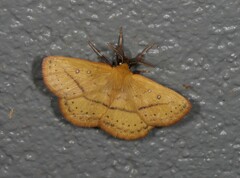 Anthela phaeodesma