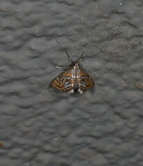 Anydraula pericompsa