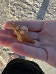 Triplofusus giganteus