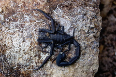 Tityus obscurus