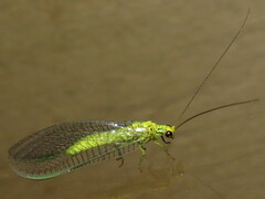 Calochrysa extranea