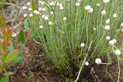 Chrysocephalum baxteri