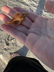 Triplofusus giganteus