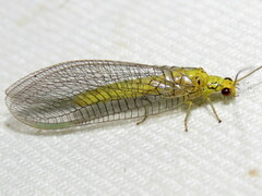 Calochrysa extranea
