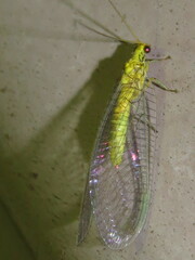 Calochrysa extranea