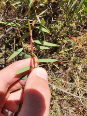 Hakea marginata