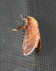 Doratifera quadriguttata