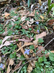 Lobelia trigonocaulis