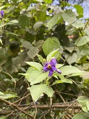 Lycianthes rantonnetii
