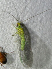 Calochrysa extranea