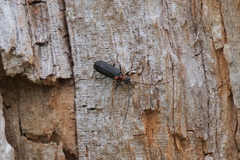 Cycloderus