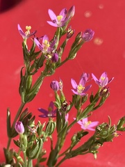Centaurium