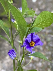 Lycianthes rantonnetii
