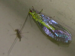 Calochrysa extranea