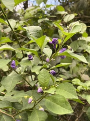 Lycianthes rantonnetii