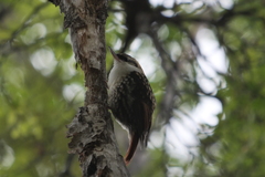 Pygarrhichas albogularis