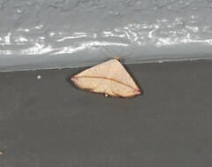 Eublemma perversicolor