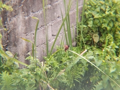 Lonchura atricapilla