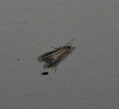 Euclasta maceratalis