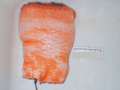 Actinostola callosa