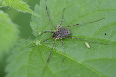 Oligolophus tridens