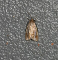 Heliocheilus cramboides