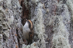 Aphrastura spinicauda