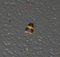 Heterallactis phlogozona