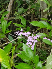 Ionopsis utricularioides