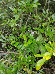 Ionopsis utricularioides