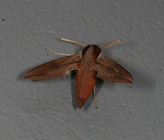 Hippotion boerhaviae