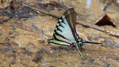 Neographium agesilaus
