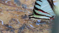 Neographium agesilaus