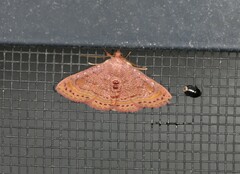 Homodes bracteigutta